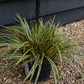 Japanese sedge | Carex Morrowii 'Evergold' - Height 30-40cm Width 30-40cm - 5lt