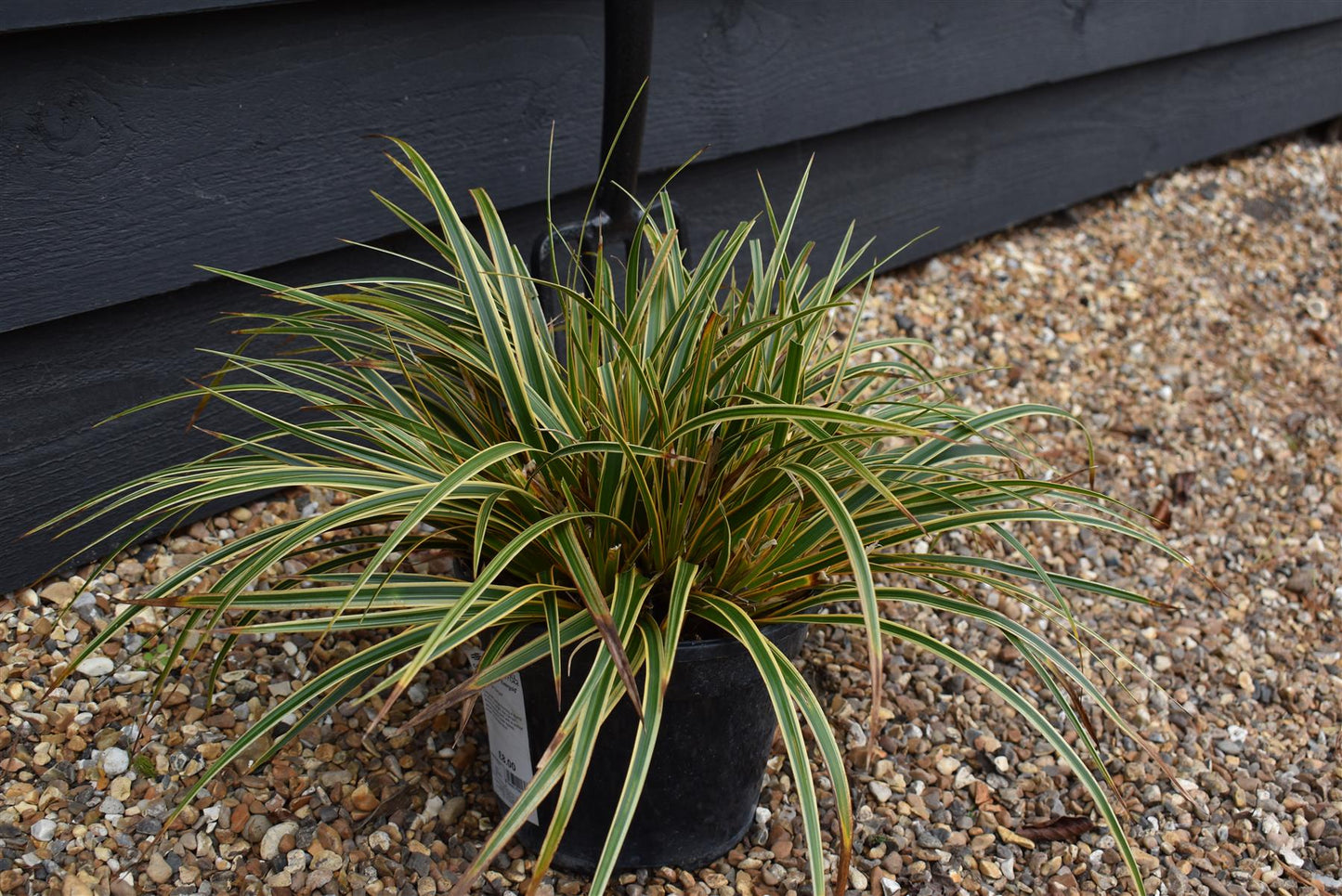 Japanese sedge | Carex Morrowii 'Evergold' - Height 30-40cm Width 30-40cm - 5lt