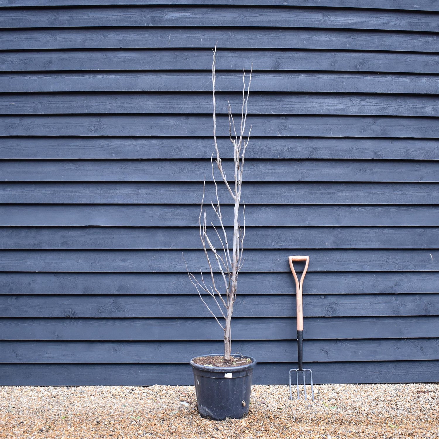 Cercis canadensis | Eastern Redbud - Semi-Mature Feathered - Height 160-180cm - 30lt