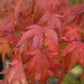 Acer palmatum 'Orangeola' | Orangeola Japanese Maple - Multistem - 350-360cm - 500lt