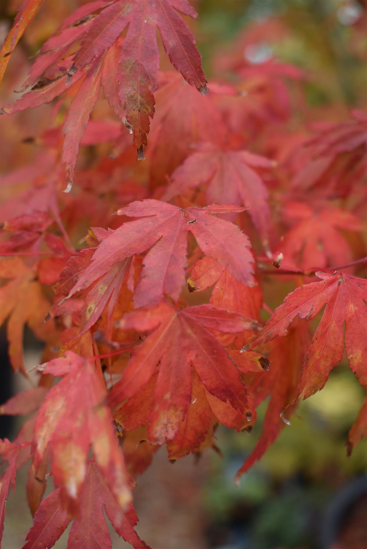 Acer palmatum 'Orangeola' | Orangeola Japanese Maple - Multistem - 350-360cm - 500lt