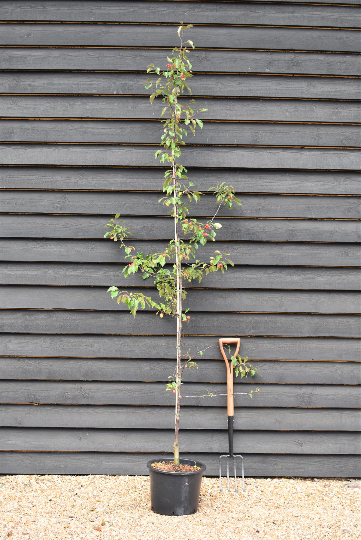 Malus 'Rudolph' - Crab Apple - Height 220-240cm - 20lt