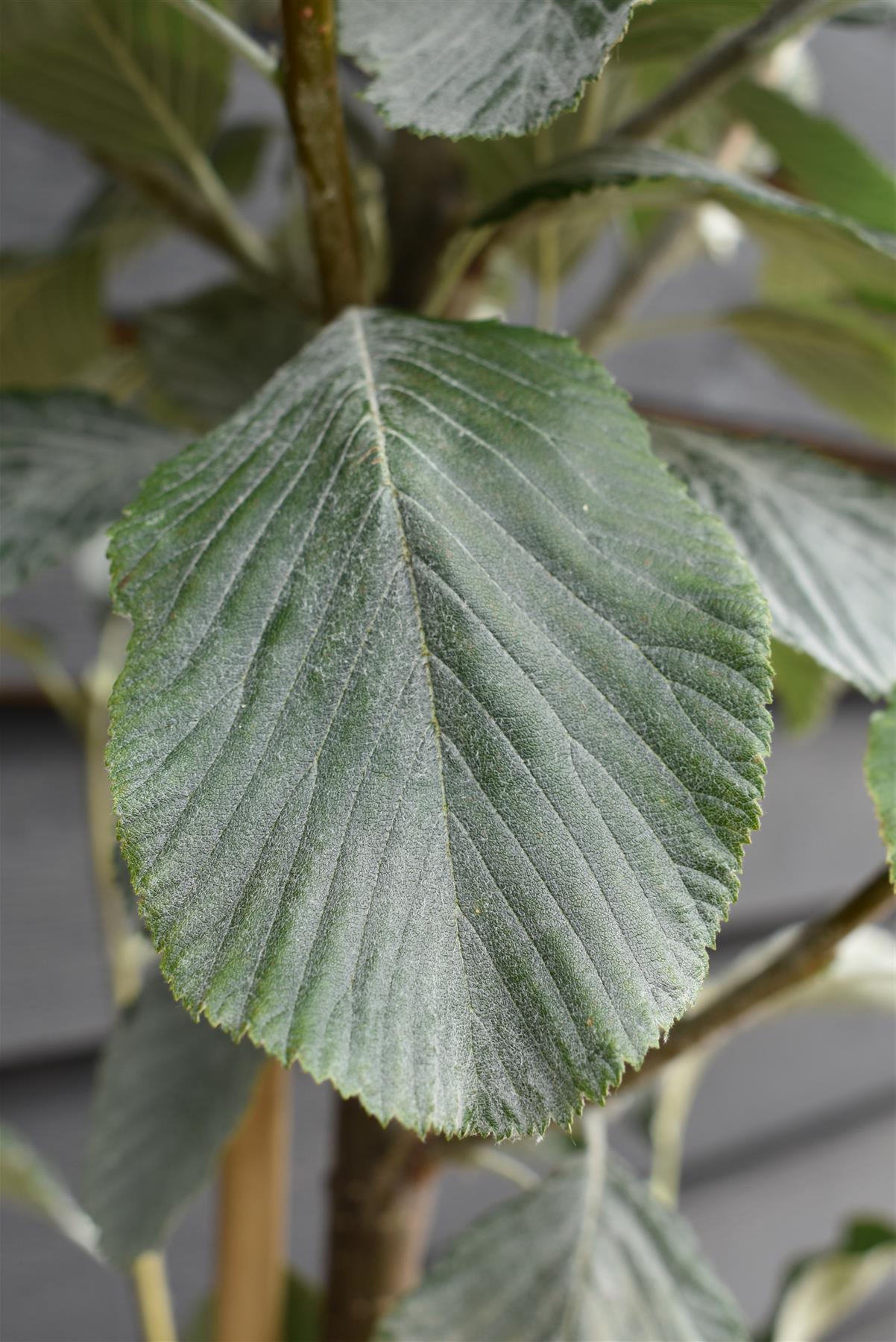 Sorbus aria 'Lutescens' | Rowan | Mountain Ash ‘Lutescens’ - Standard - Girth 6-8cm - 260-280cm- 70lt