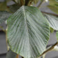 Sorbus aria 'Lutescens' | Rowan | Whitebeam ‘Lutescens’ - Standard - Girth 6-8cm - 260-280cm- 70lt