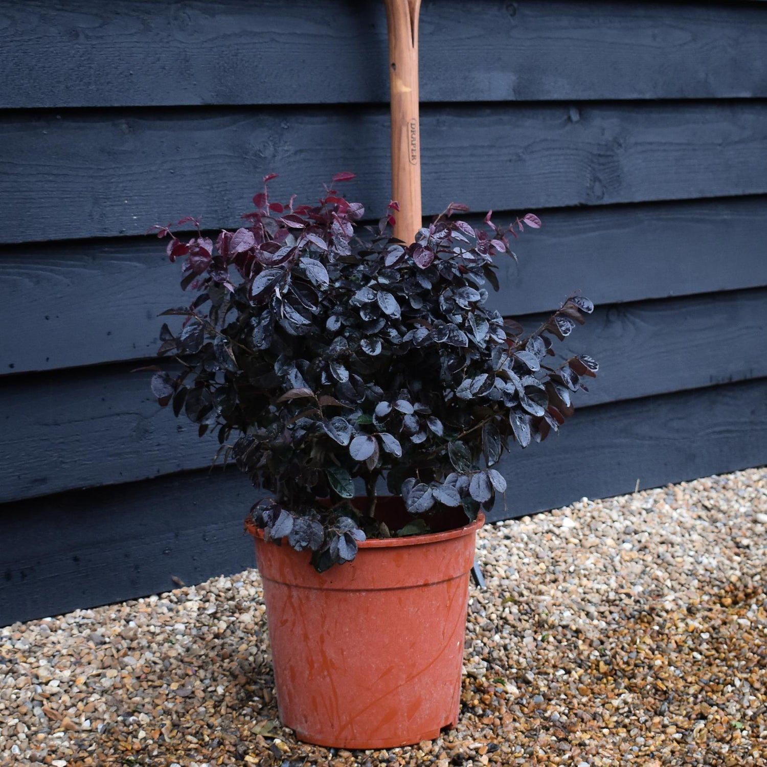 Loropetalum chinense 'Ever Red' | Chinese Fringe Flower - Bush - Height 40-50cm - 9lt