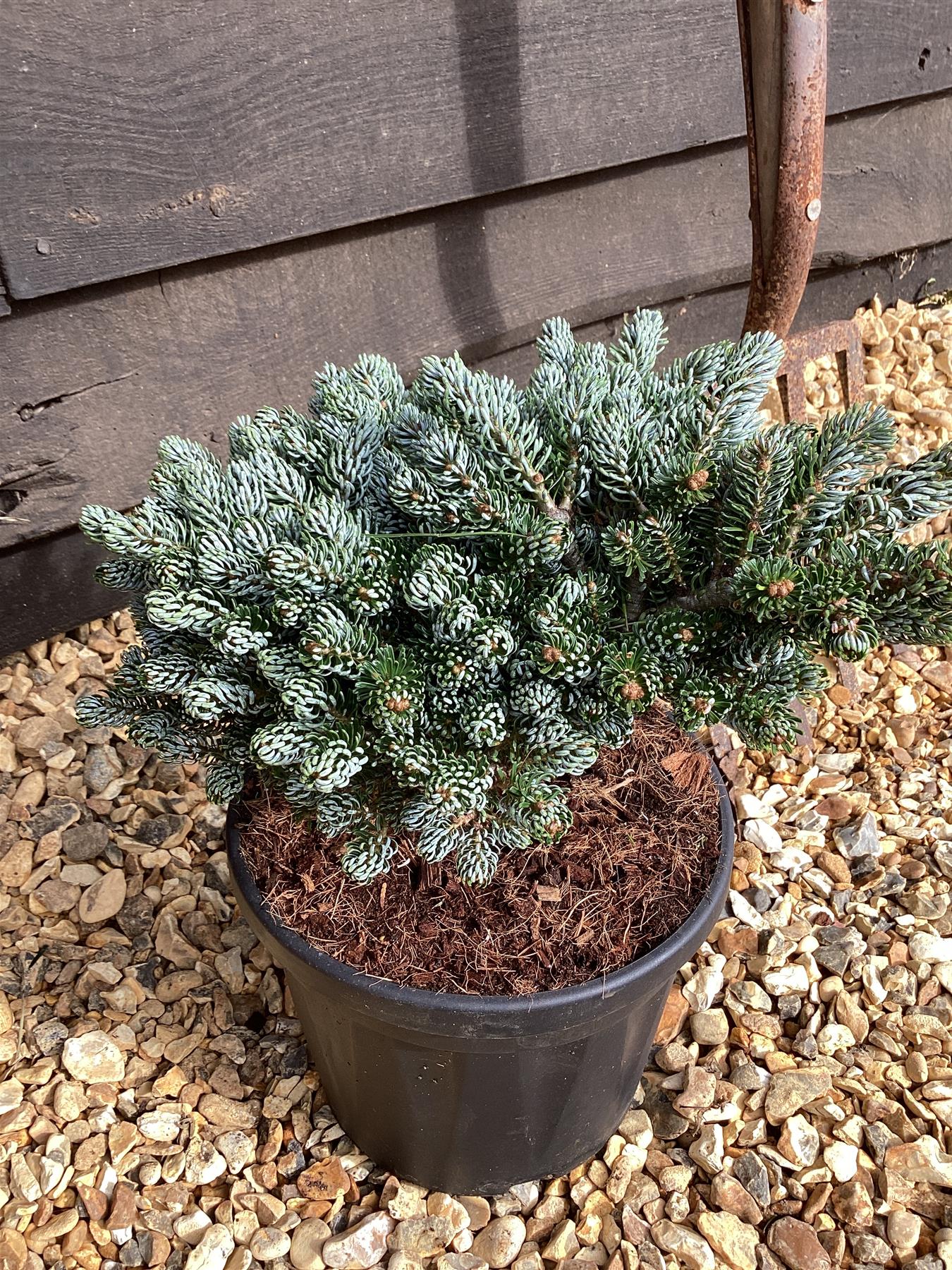 Abies koreana 'Kohout's Ice Breaker' - 45-50cm, 5lt