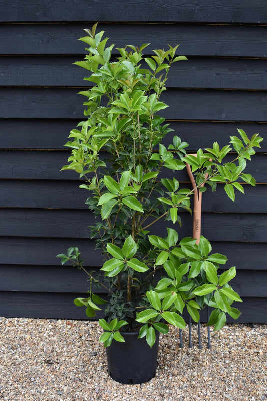 Osmanthus heterophyllus | Holly Olive - Shrub - Height 100-130cm - 12lt