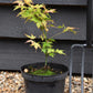 Acer palmatum 'Orange Dream' | Japanese Maple - Bushy - 20-40cm - 3lt