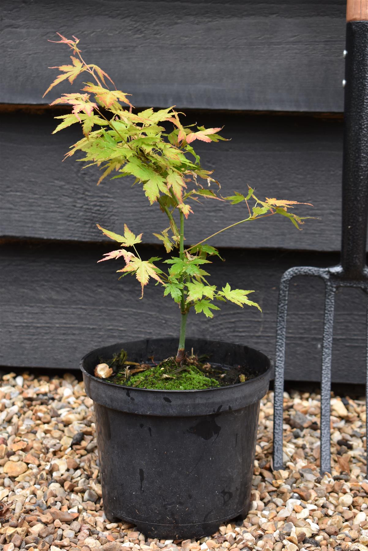 Acer palmatum 'Orange Dream' | Japanese Maple - Bushy - 20-40cm - 3lt