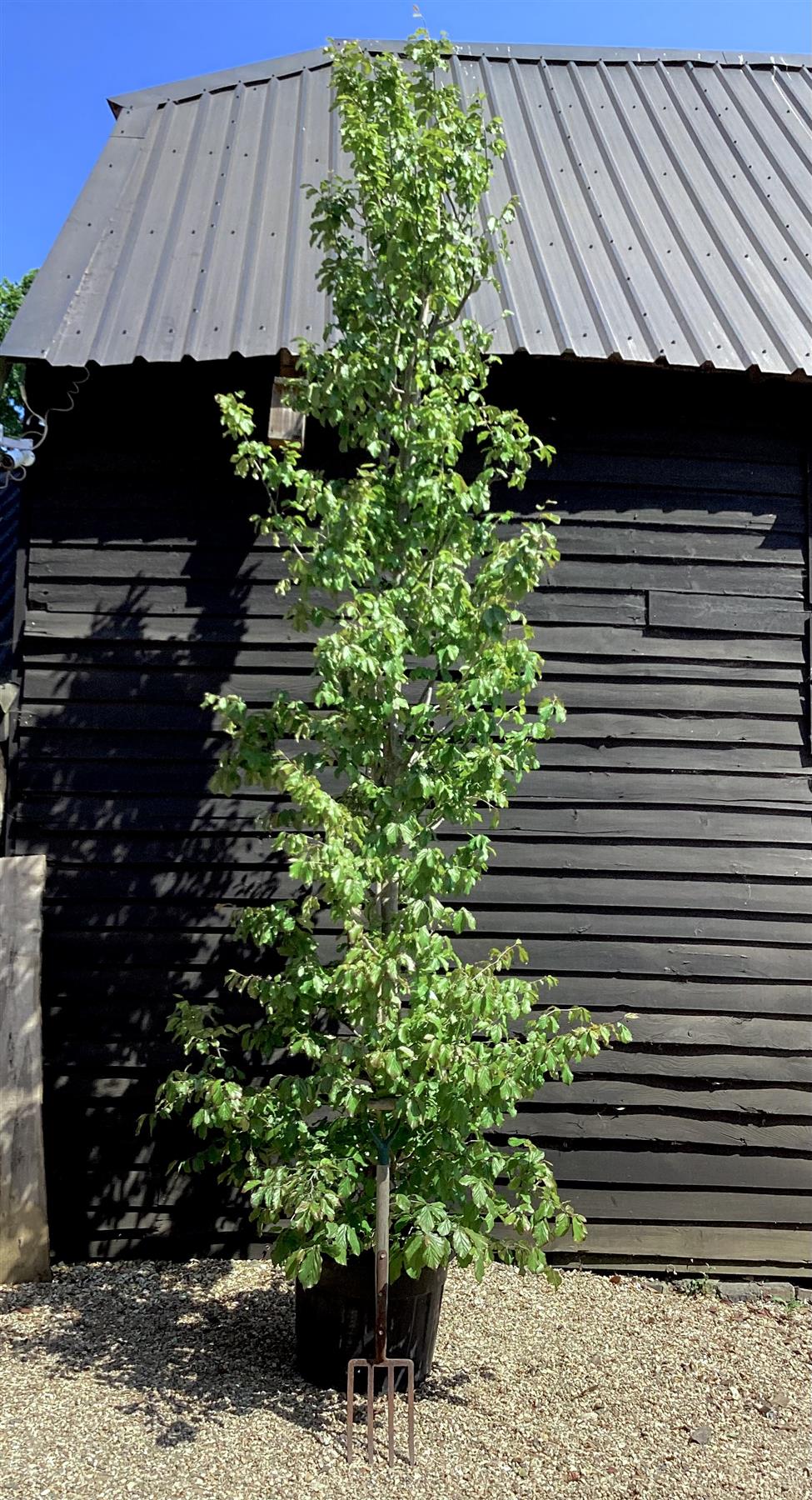 Parrotia Persica Multistem | Iron Tree - 400-420cm, 180lt