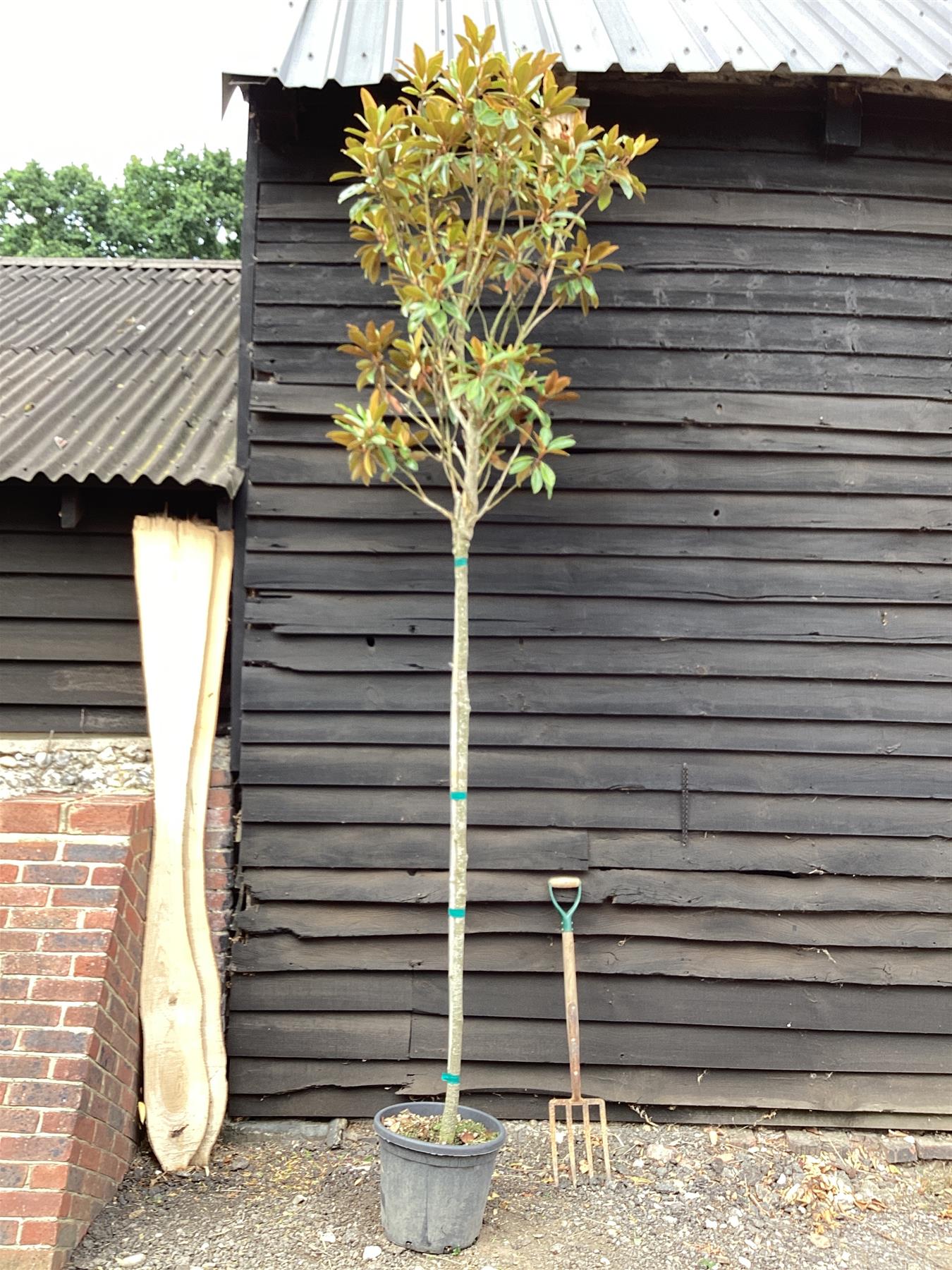 Magnolia Grandiflora Little Gem | Southern Magnolia ‘Little Gem’ - 300-320cm, 30lt