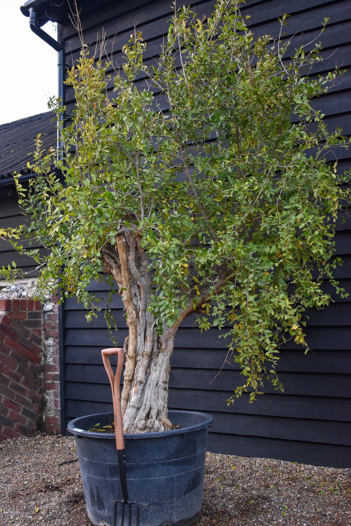 Pomegranate | Punica granatum - Mature Specimen - 3 Branches - Height 220-250cm - 285lt