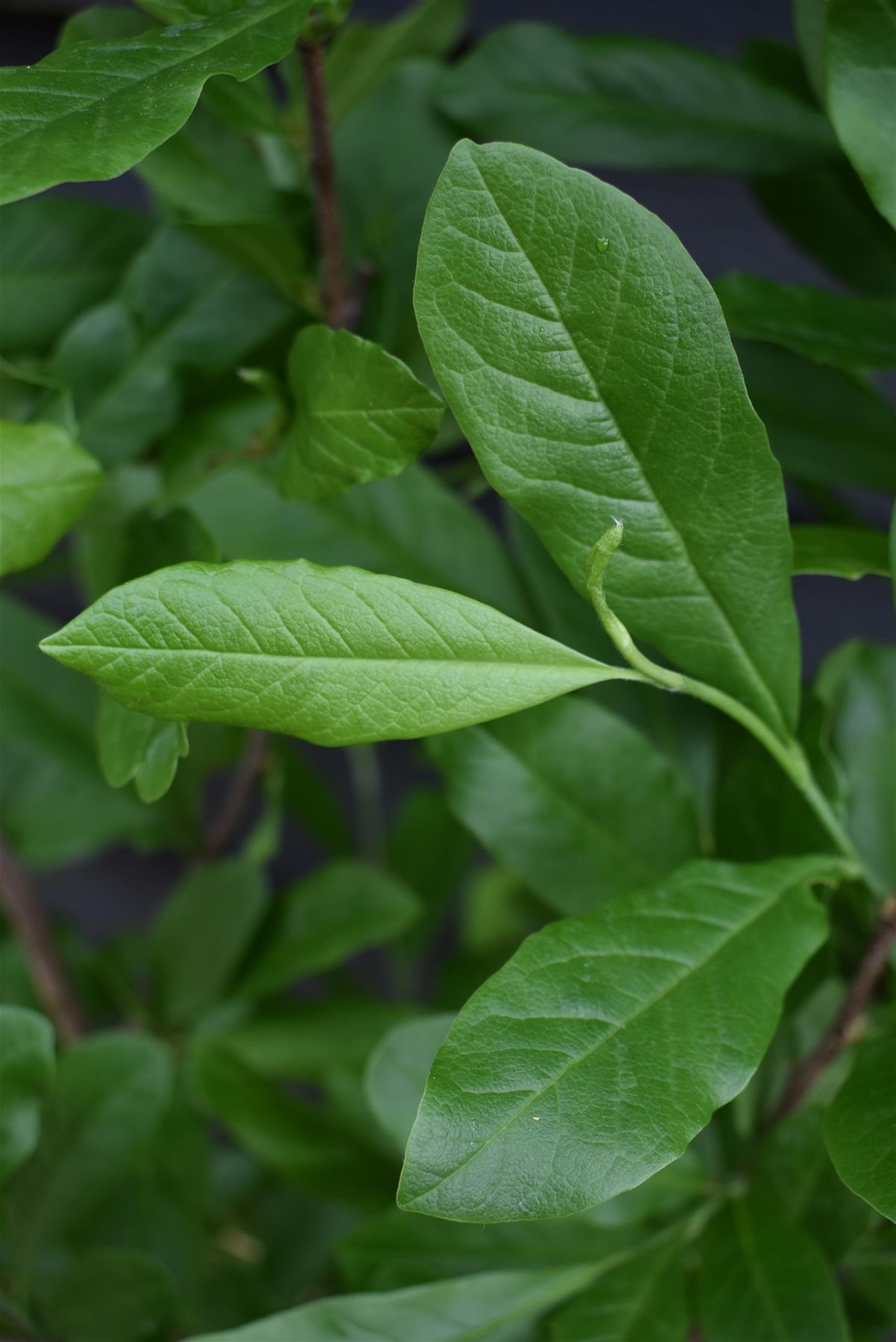 Magnolia Stellata - 115-120cm - 10lt