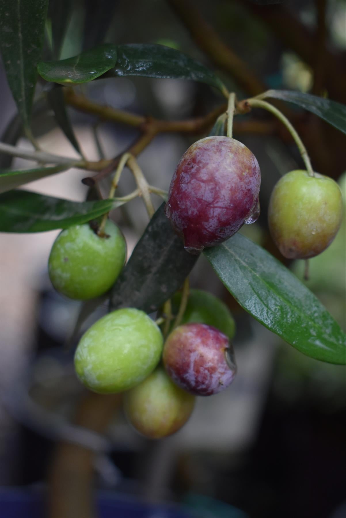 Olive Tree | Olea Europea - Stem - Spiral - Height - 90-100cm - 7lt