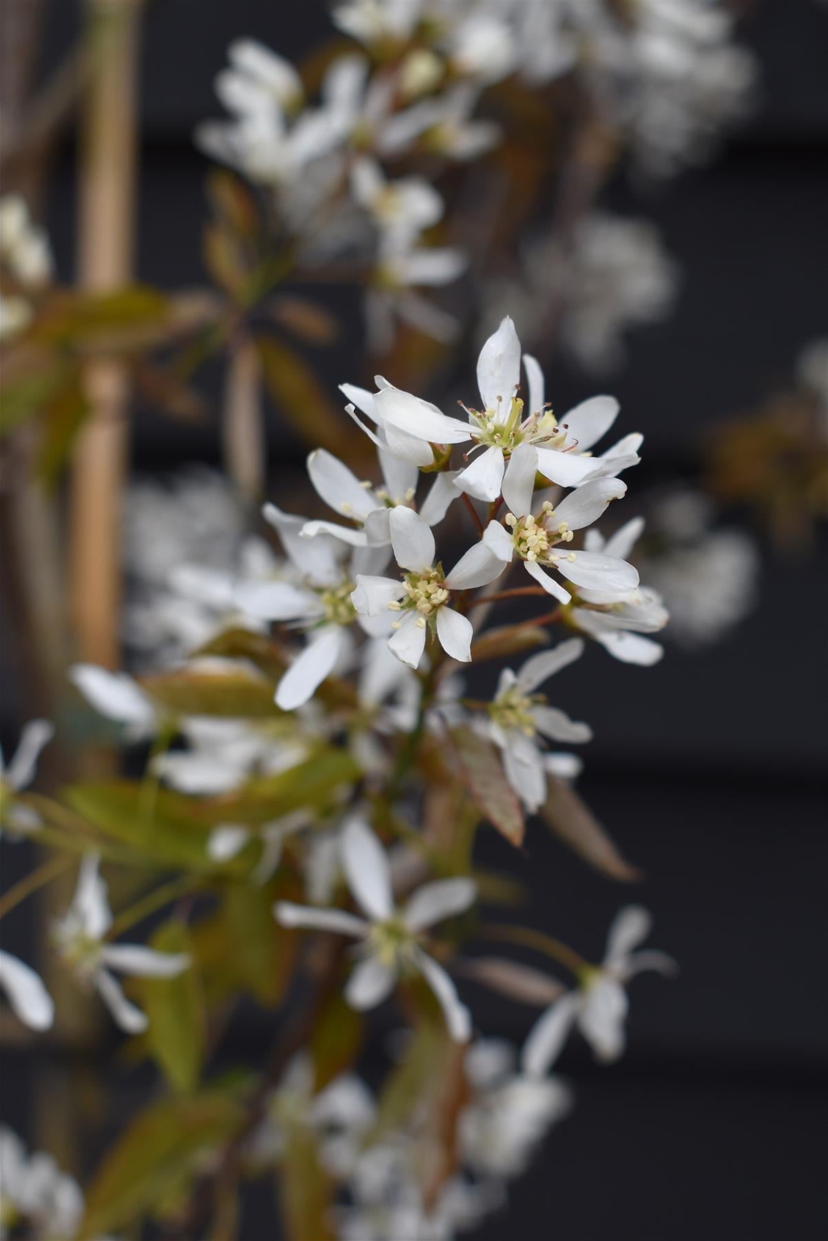 Amelanchier Canadensis | Serviceberry Tree - Multistem - 200-250cm - 50lt