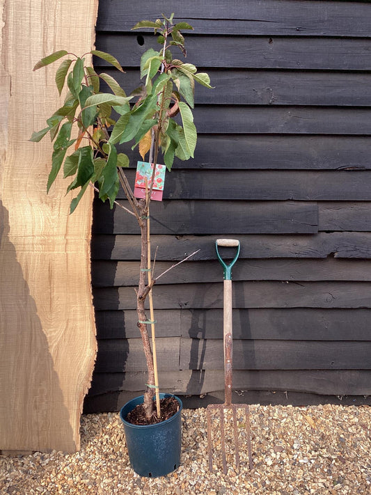 Cherry 'Summer Sun' on Colt | Prunus avium - Semi-Dwarfing - 160-170cm - 12lt