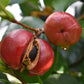 Camellia Japonica - White flower - Single Stem 100cm - Height 180cm - 45lt