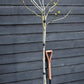 Fig - Ficus carica 'Brogiotto Nero' - Half Standard - Height 180-200cm - 35lt