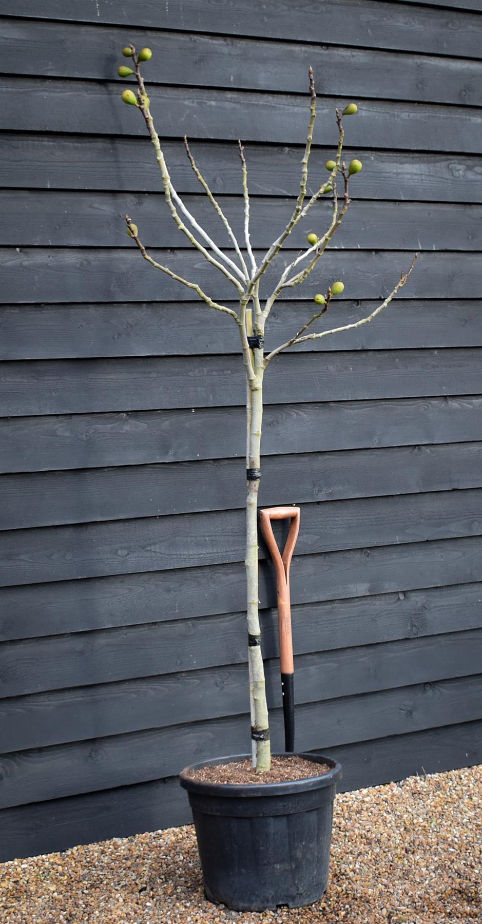 Fig - Ficus carica 'Brogiotto Nero' - Half Standard - Height 180-200cm - 35lt