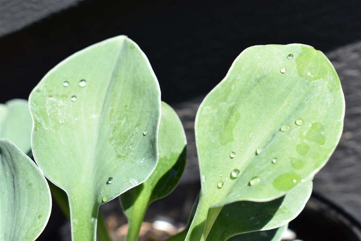 Plantain Lily 'Blue Mouse Ears' - 10-20cm, 2lt