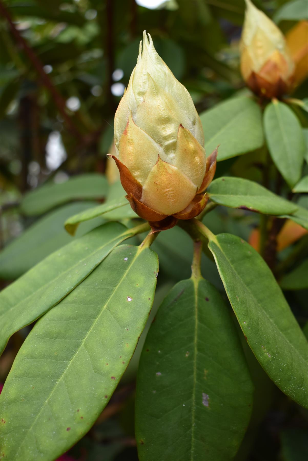 Azalea | Rhododendron hybrid - Very Large Shrub - 250cm - 130lt