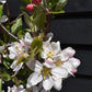 Apple tree 'Katy' | Malus domestica - MM106 - Semi Vigorous - Height 160-170cm - 20lt