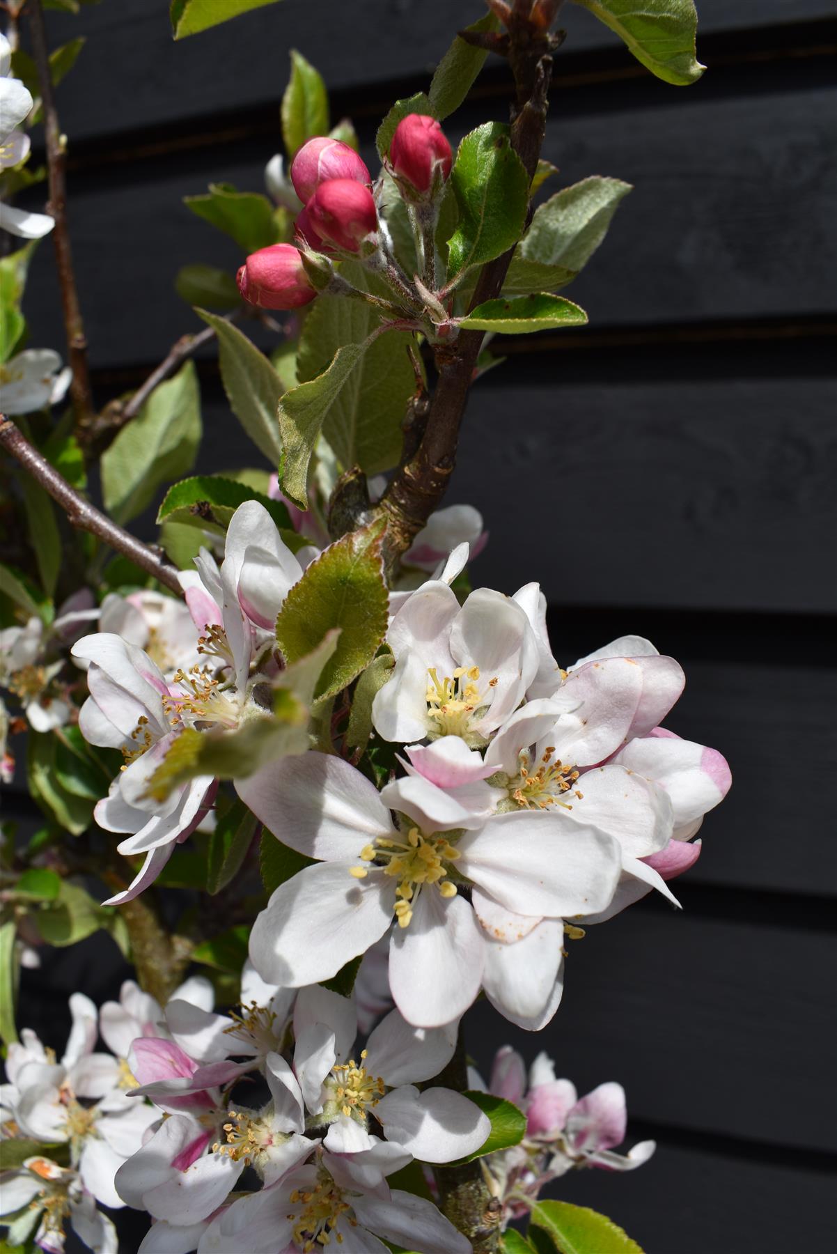 Apple tree 'Katy' | Malus domestica - MM106 - Semi Vigorous - Height 160-170cm - 20lt