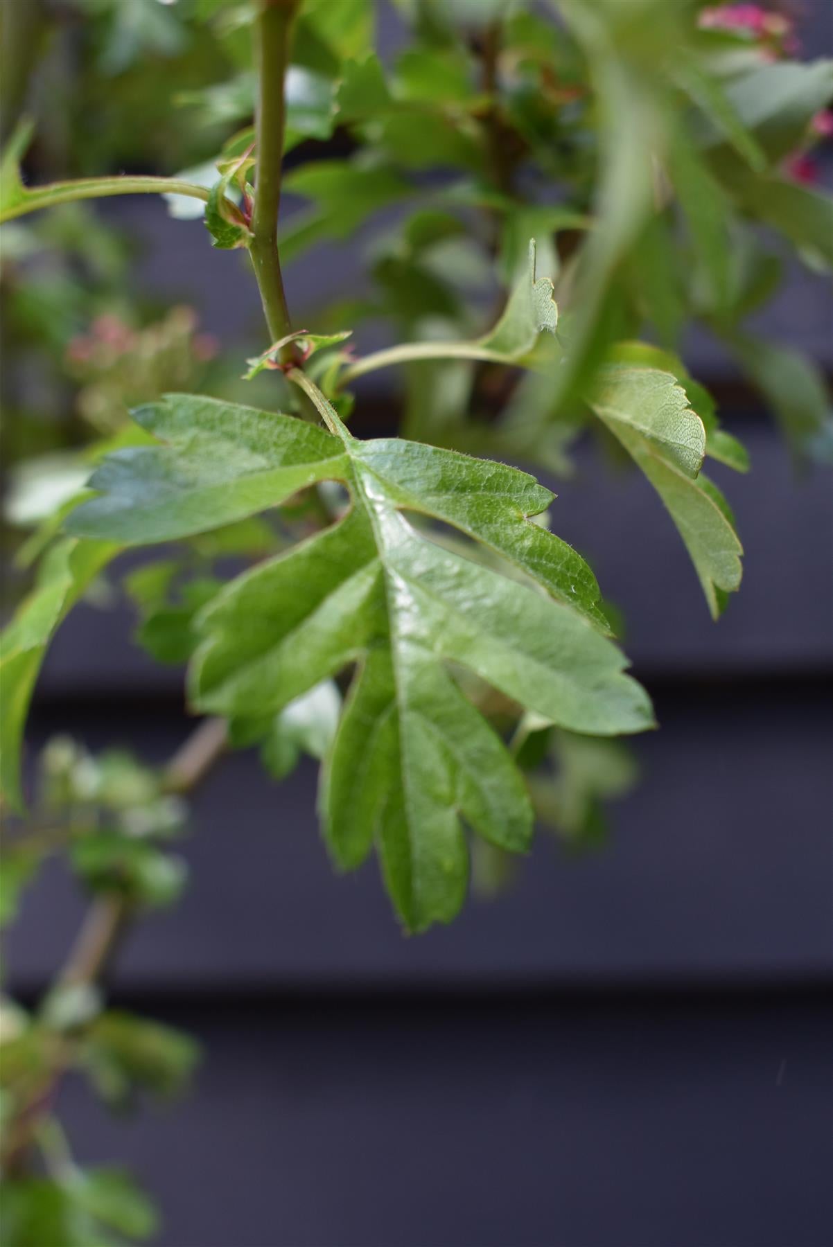 Crataegus laevigata 'Crimson Cloud' - 140-180cm, 10lt