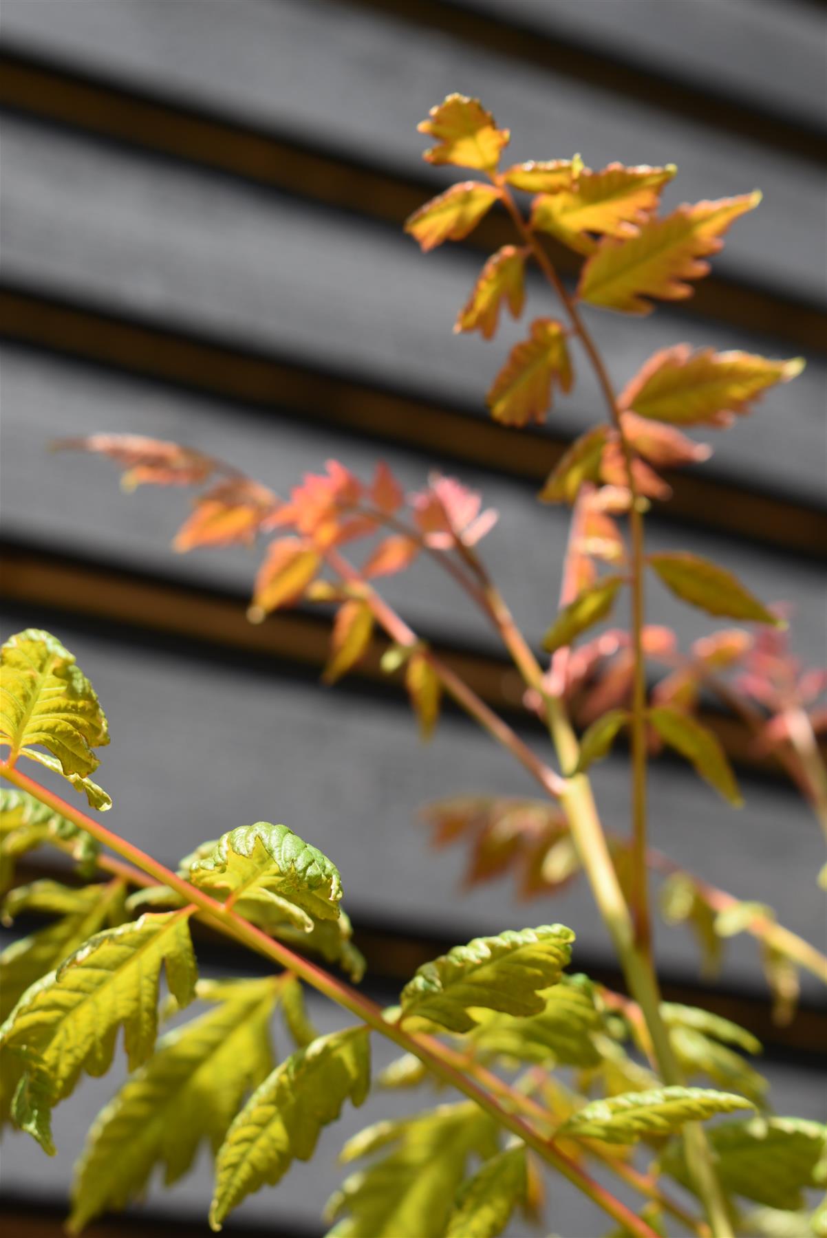 Koelreuteria Paniculata | Golden Rain Tree - Multistem Tree - Height 220-250cm - 45lt