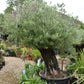 Olive Tree | Olea Europea 1/2 Standard 107cm girth - 225-235cm, 240lt