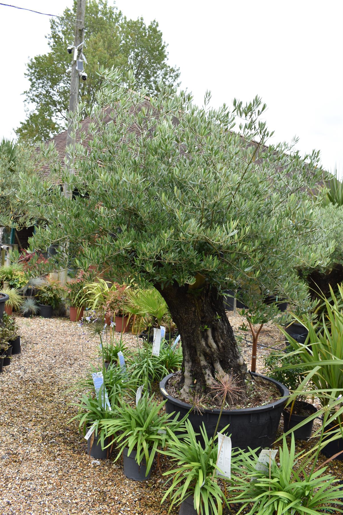 Olive Tree | Olea Europea 1/2 Standard 107cm girth - 225-235cm, 240lt