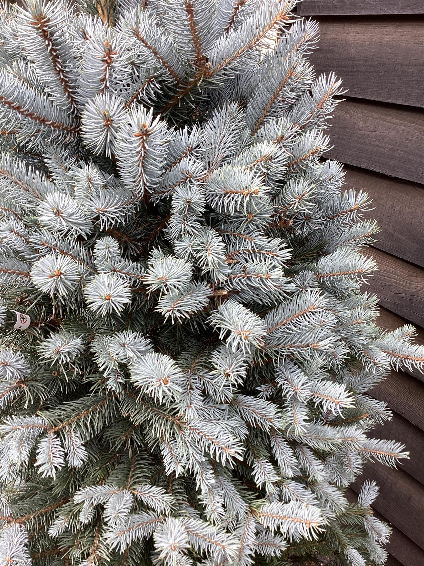 Picea pungens | Colorado Blue Spruce - 160-170cm, 45lt