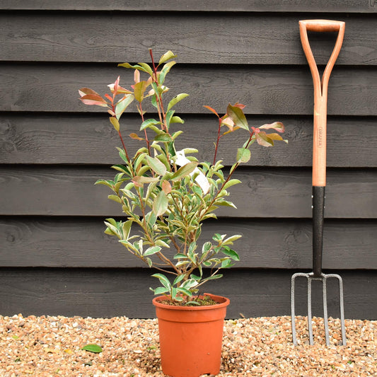 Photinia Pink Marble ('Cassini') -  Height 30-50cm - 5lt