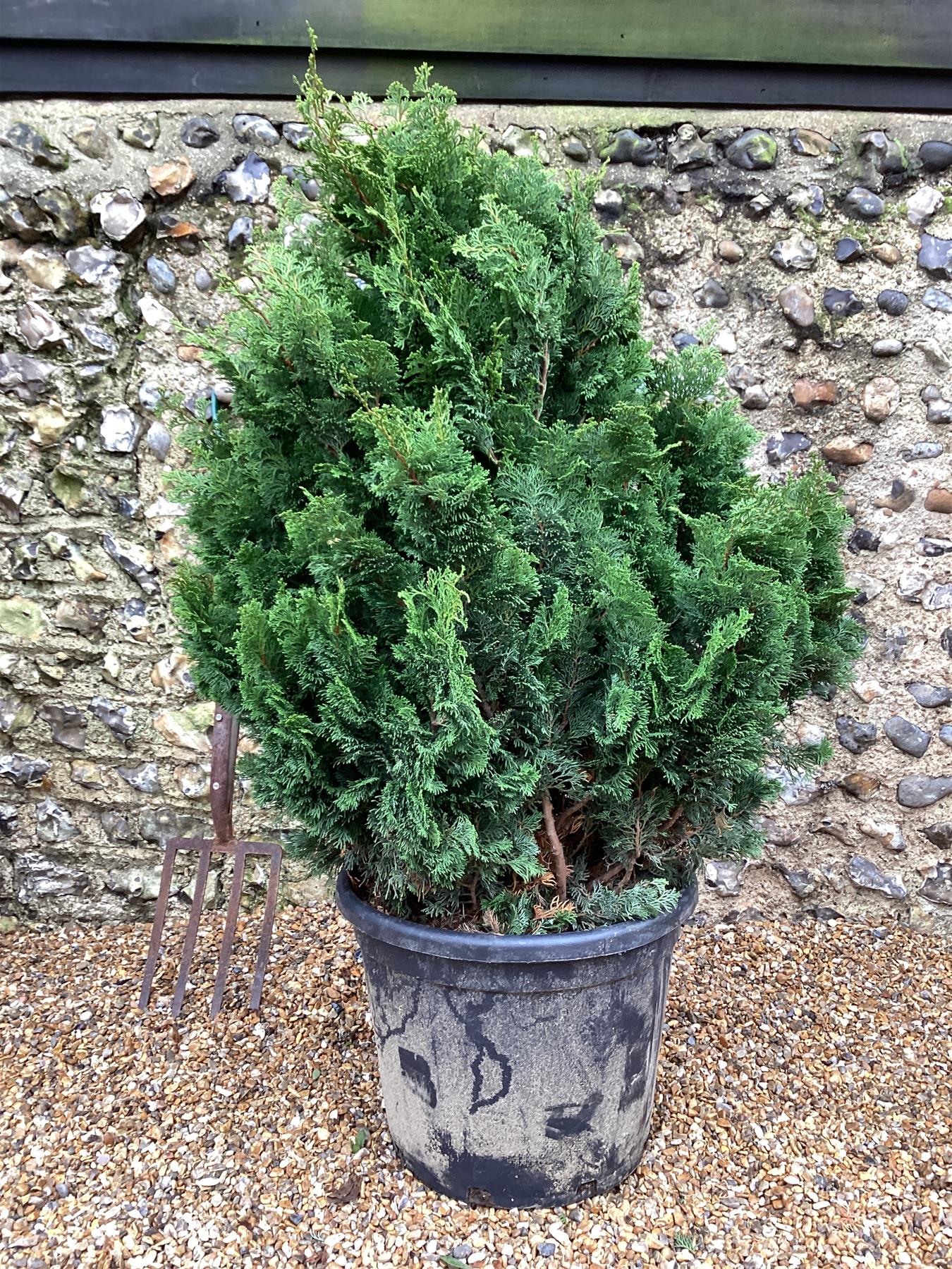 Chamaecyparis obtusa 'Nana Gracilis' | Dwarf Hinoki Cypress - 125cm, 45lt