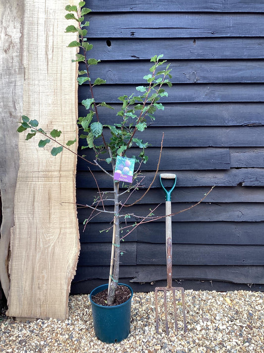 Plum 'Marjorie's Seedling' on St. Julian - Moderately vigorous | Prunus domestica - 130-160cm - 12lt