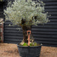 Olive Tree | Olea Europea - Specimen - Straight triple branch gnarly - Trunk height 80cm - Height 180cm - Girth 120cm - 240lt