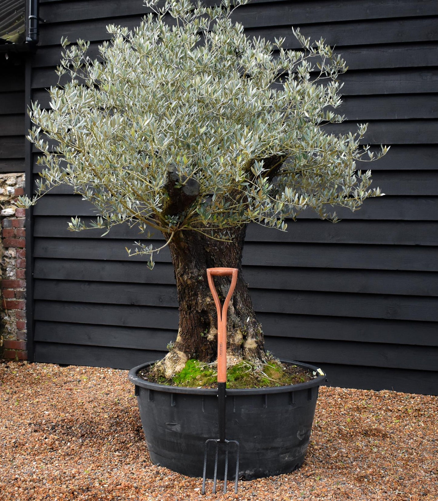 Olive Tree | Olea Europea - Specimen - Straight triple branch gnarly - Trunk height 80cm - Height 180cm - Girth 120cm - 240lt