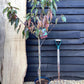 Cherry 'Sunburst' on Colt | Prunus Avium - Semi-Dwarfing - 160-170cm - 12lt