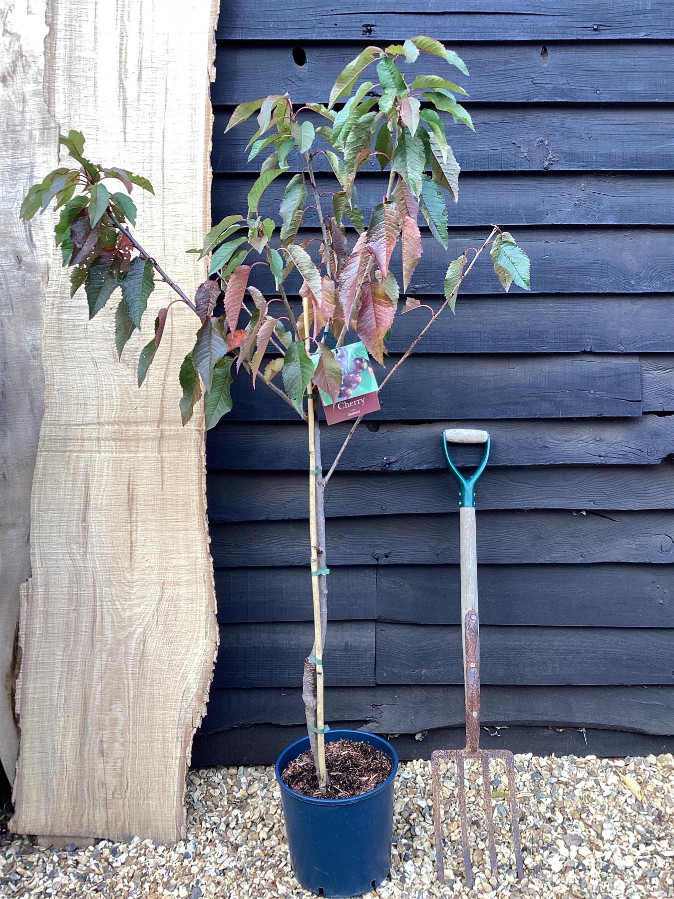 Cherry 'Sunburst' on Colt | Prunus Avium - Semi-Dwarfing - 160-170cm - 12lt