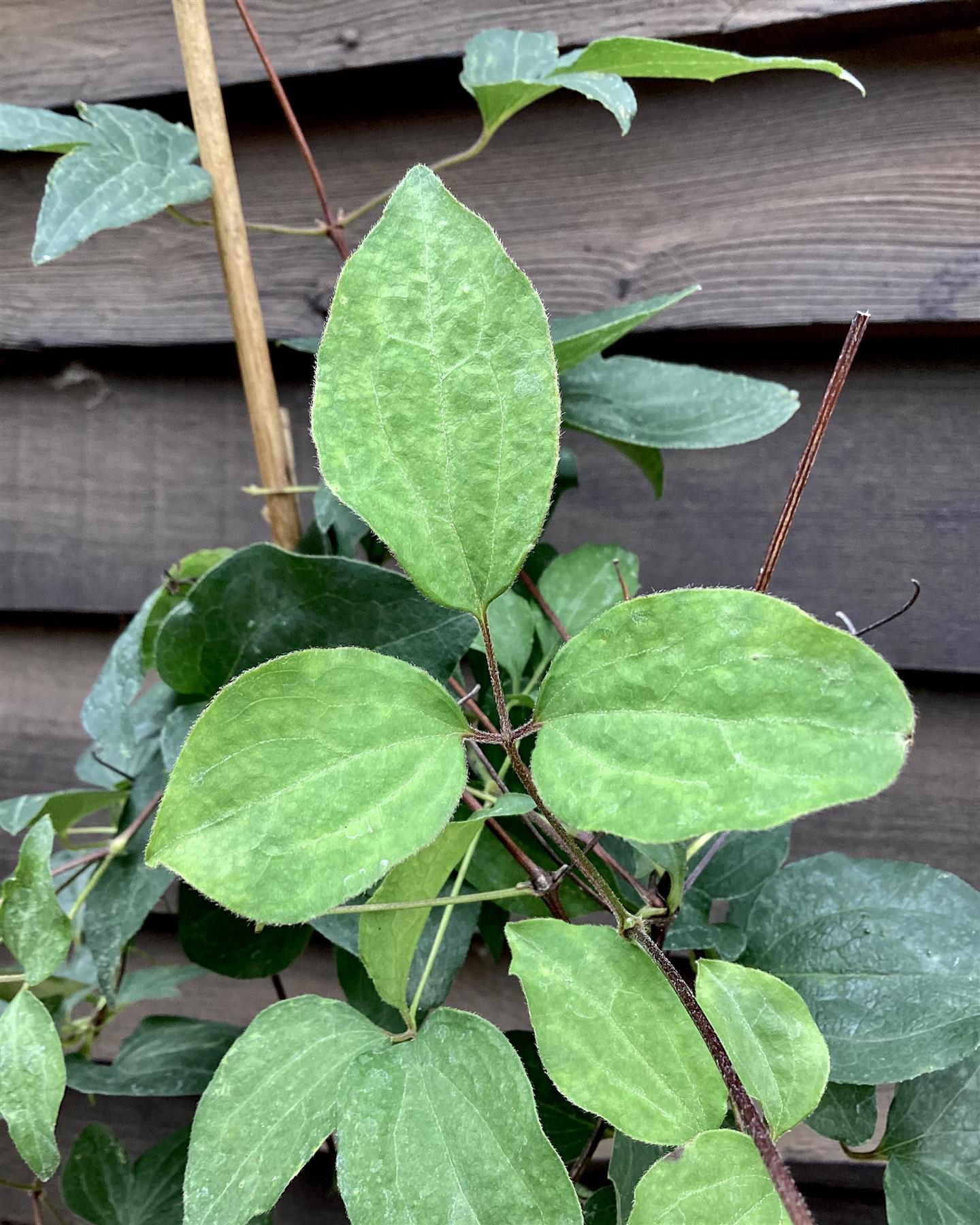 Lonicera japonica 'Halliana' | Japanese Honeysuckle - 50-60cm - 3lt