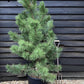 Pinus nigra | Austrian pine - 30lt