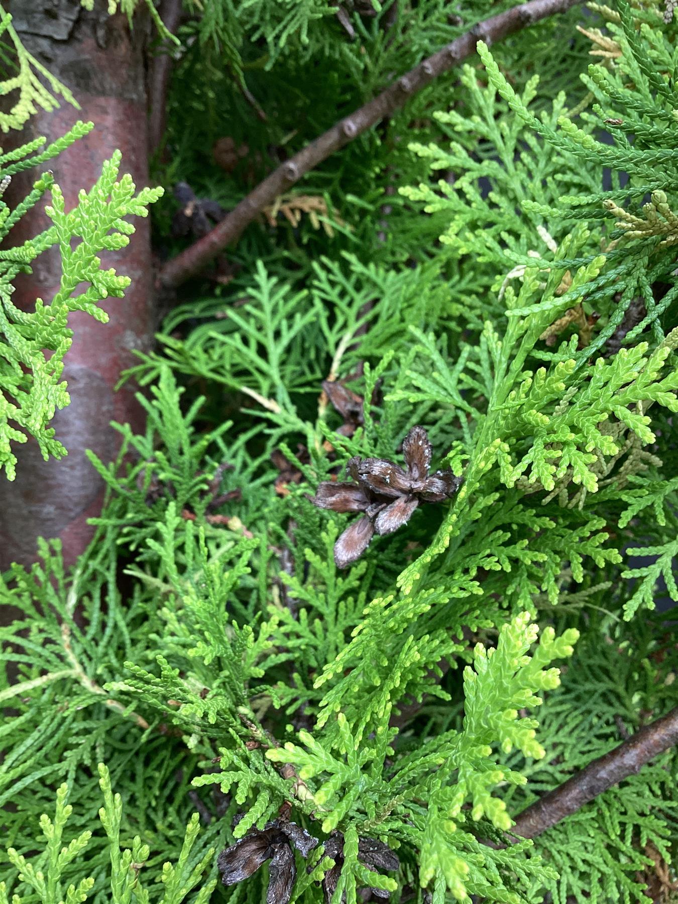 Thuja orientalis 'Aurea Nana' - 300-350cm, 70lt