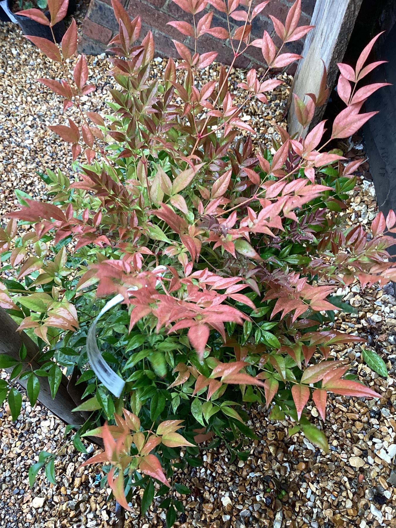 Nandina domestica 'Gulf Stream' - 7lt