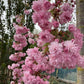 Prunus Kiku Shidare Zakura | Weeping Oriental Cherry - Girth 22-24cm - 300cm, 180lt