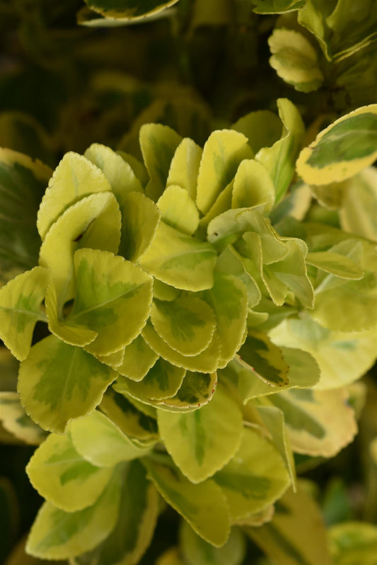 Euonymus Japonicus 'Aureomarginatus' - Height 70-80cm - 35lt