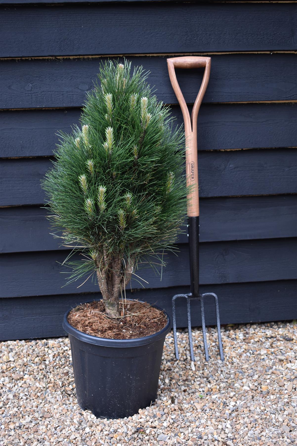 Pinus Nigra 'Green Tower' | Austrian pine - Height 75cm - Width 40-60c ...