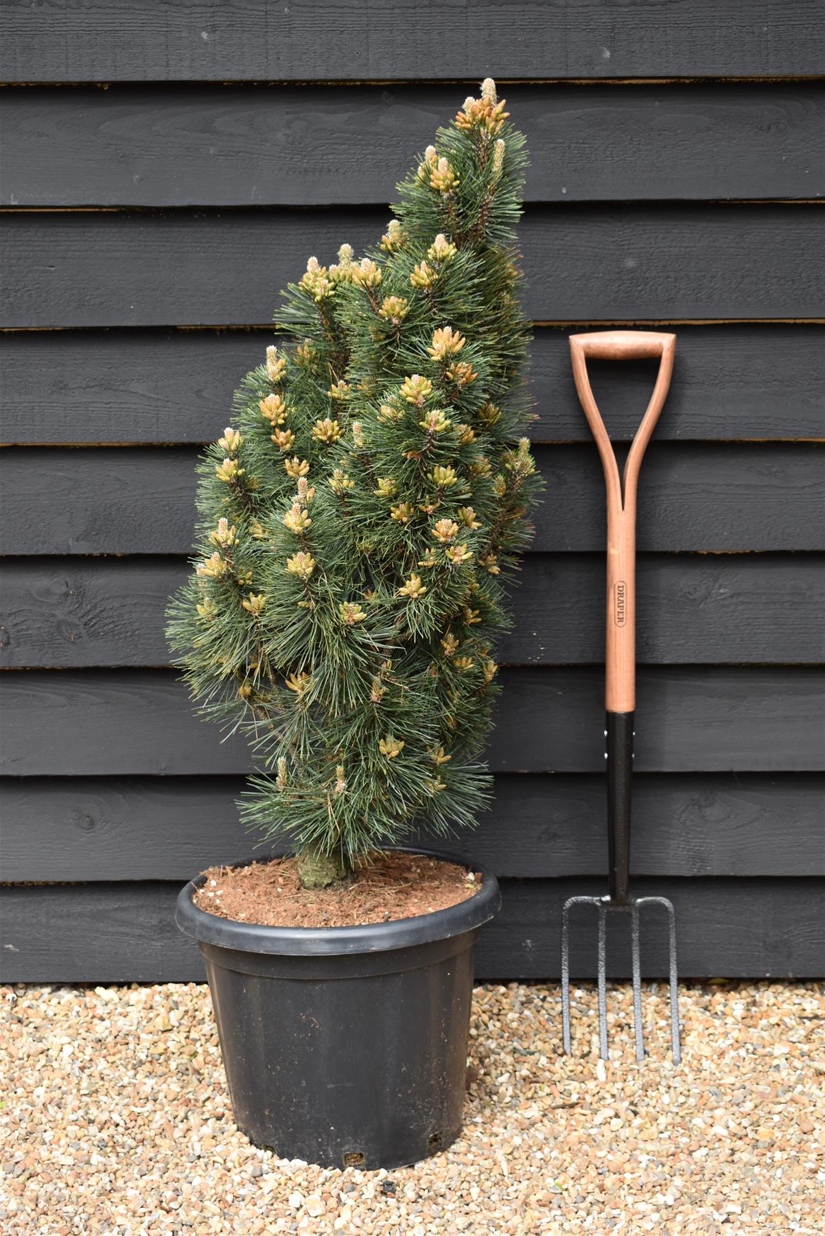 Pinus nigra 'Komet' | Dwarf Mountain Pine - Height 100-110cm - Width 40cm - 25