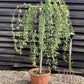 Prunus subhirtella Pendula 1/2 Standard | Single Pink Weeping Cherry - Girth 10-12cm - 25lt