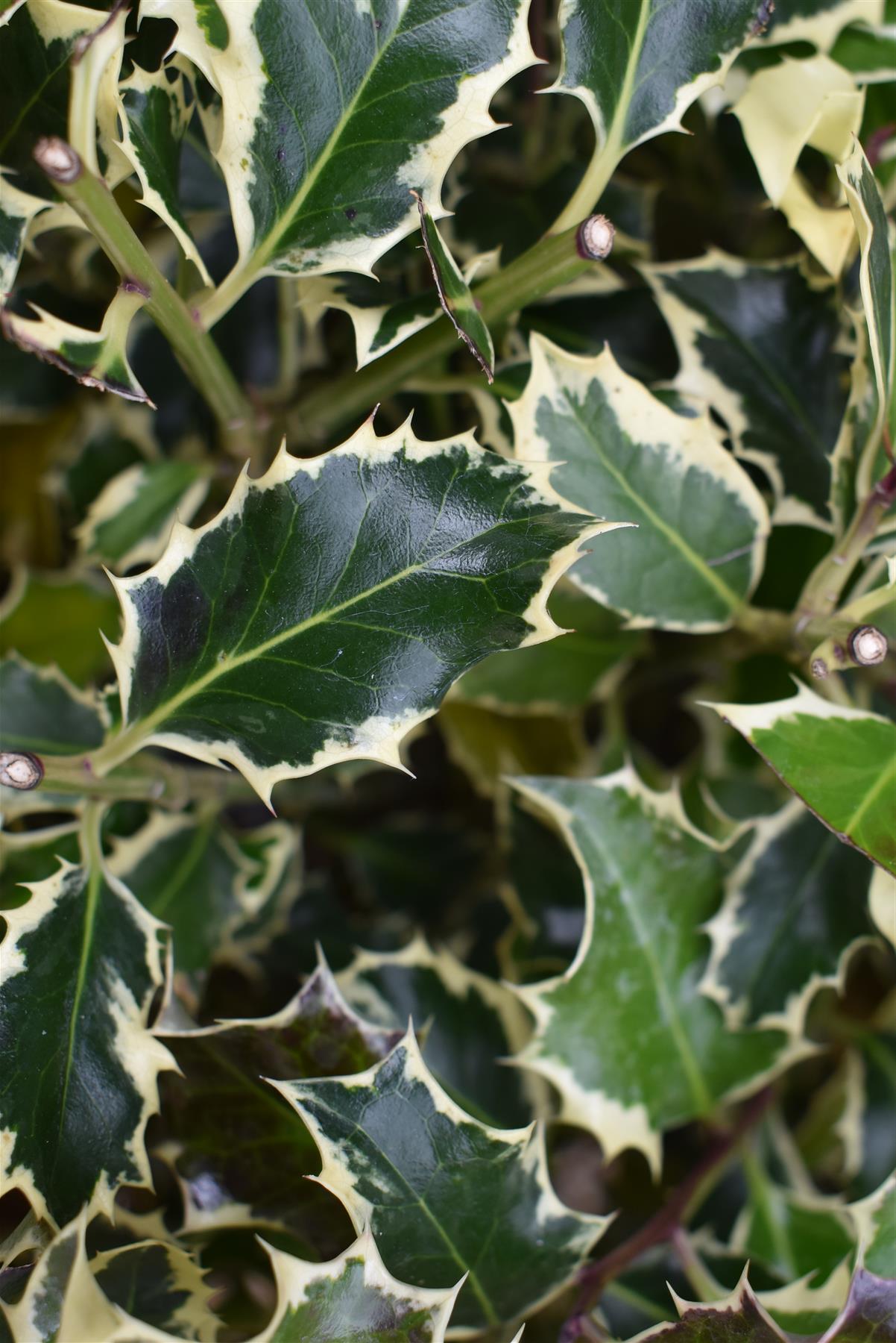 Ilex aquifolium 'Argentea Marginata' | Silver-Margined Holly - Ball - 100cm - 45lt