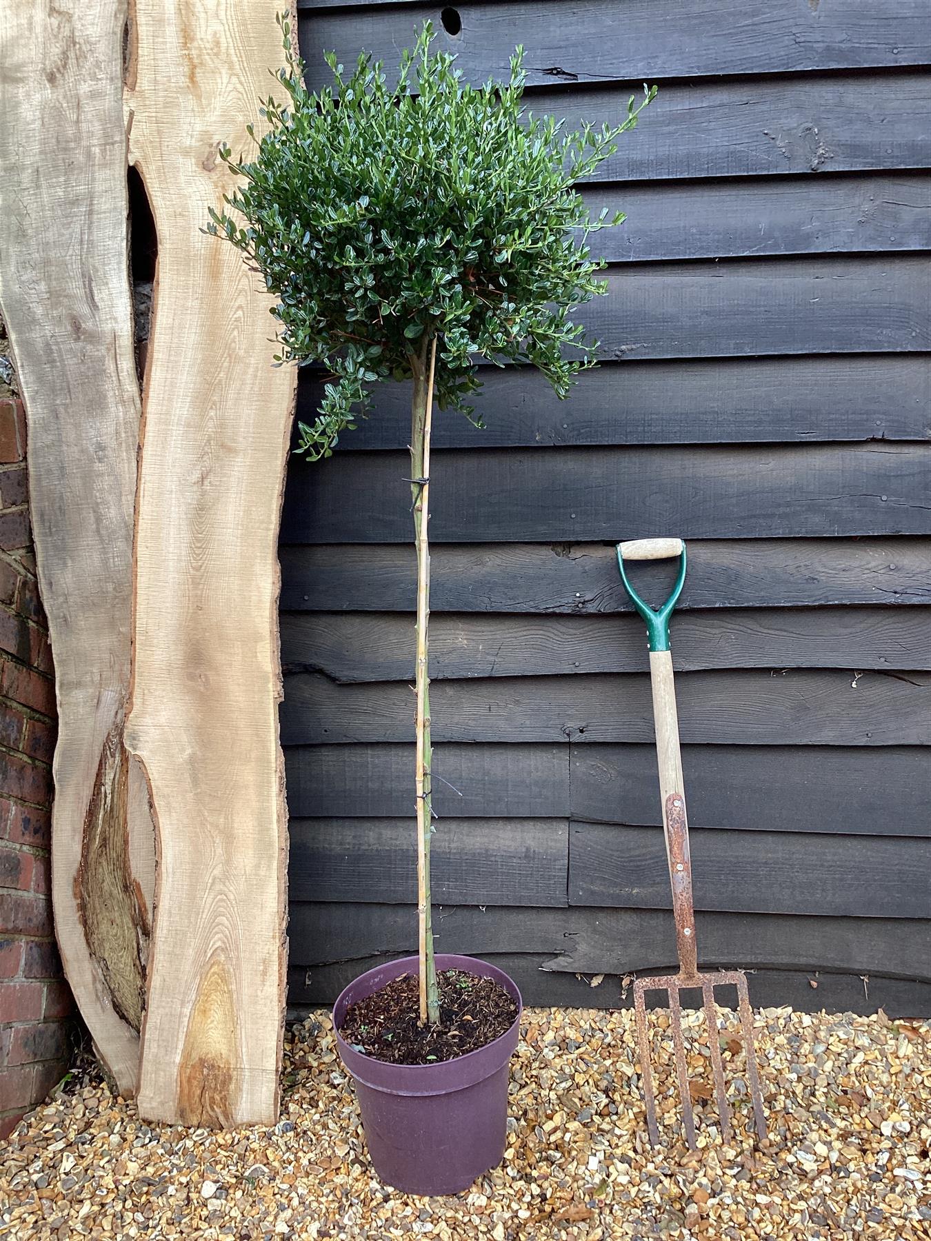 Ceanothus Victoria | California lilac 'Victoria' - Stem - 140-150cm, 12lt